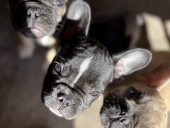 Buldog francez mascul si femel