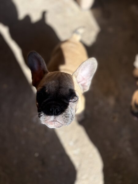 Buldog francez mascul si femel