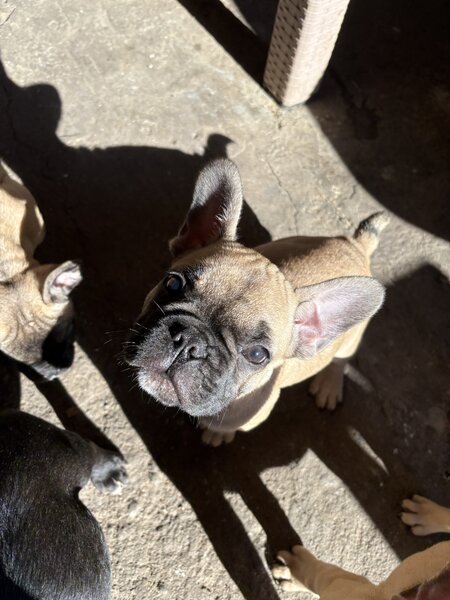 Buldog francez mascul si femel