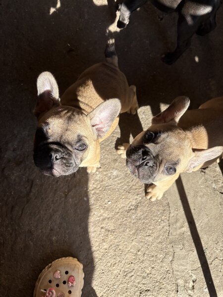 Buldog francez mascul si femel