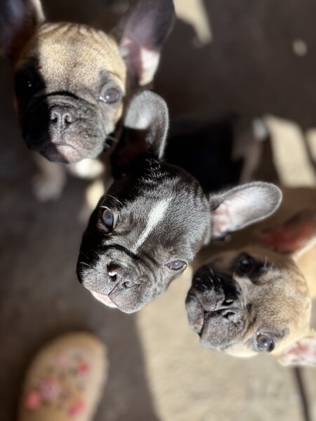 Buldog francez mascul si femel