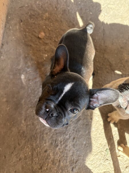 Buldog francez mascul si femel