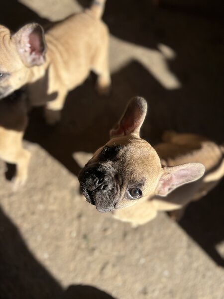 Buldog francez mascul si femel