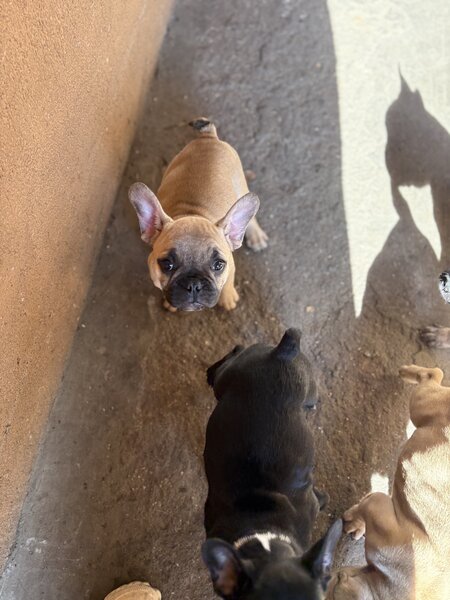 Buldog francez mascul si femel