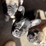 Buldog francez mascul si femel